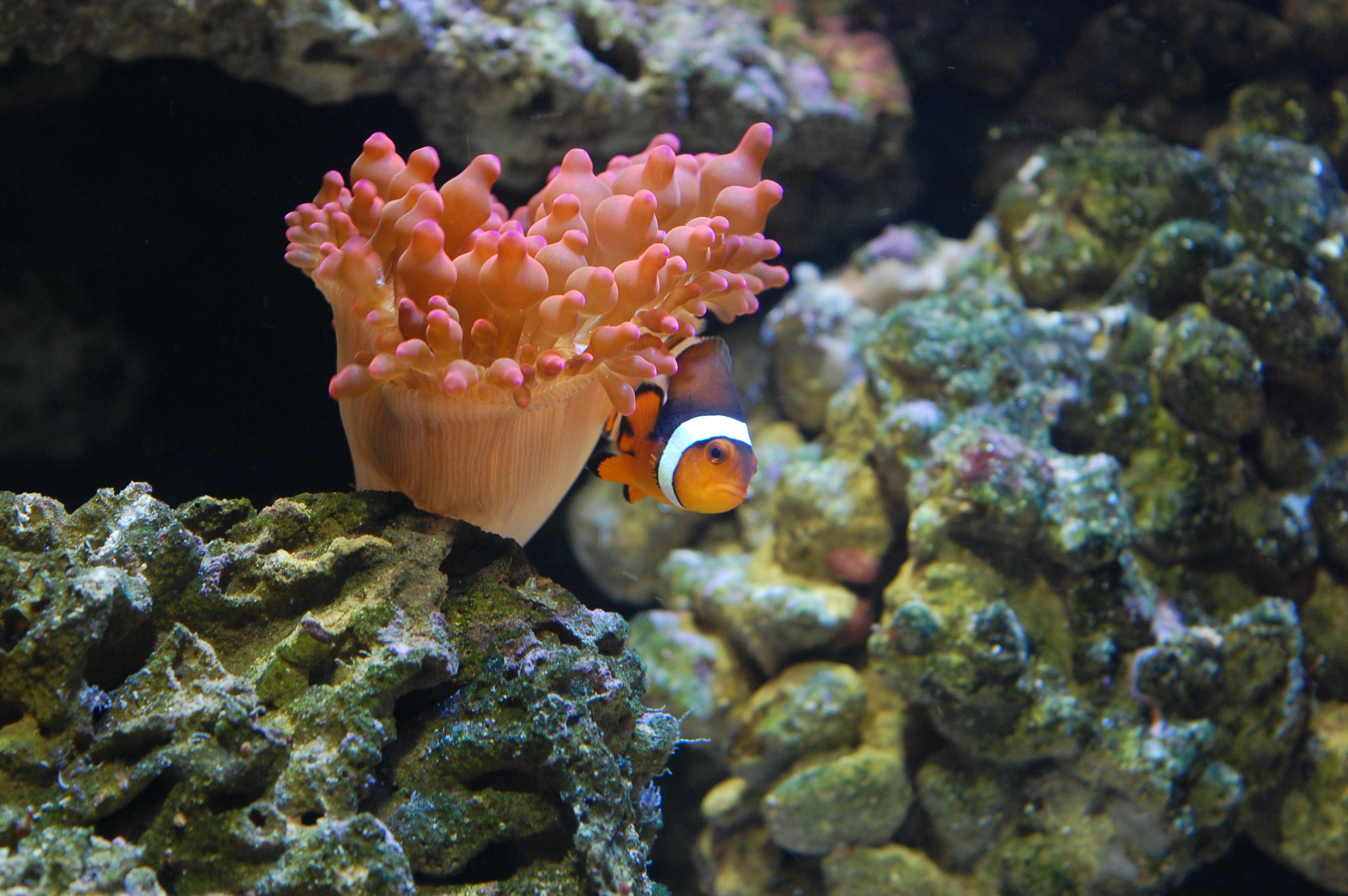 clown fish