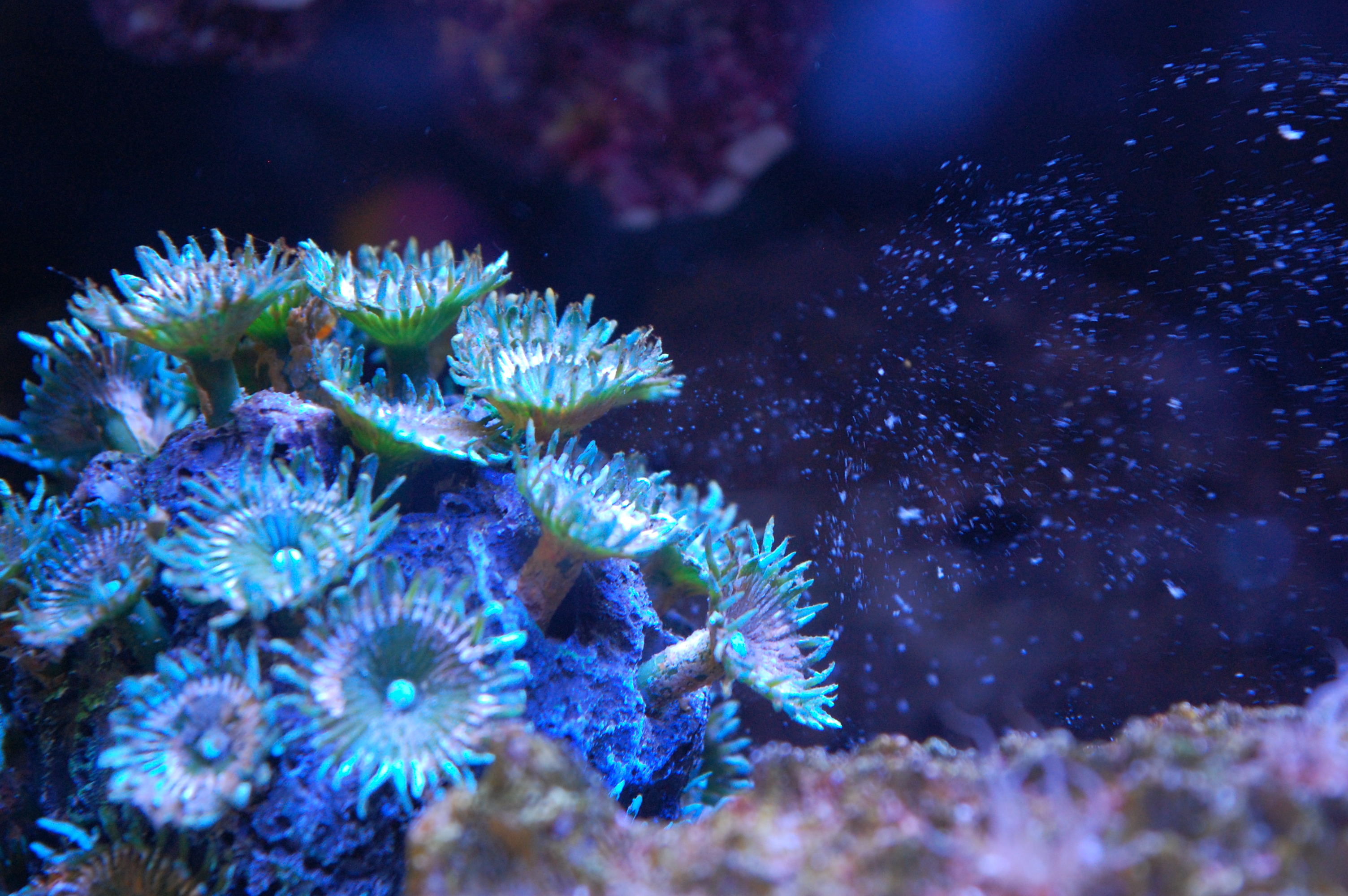 zoanthid coral