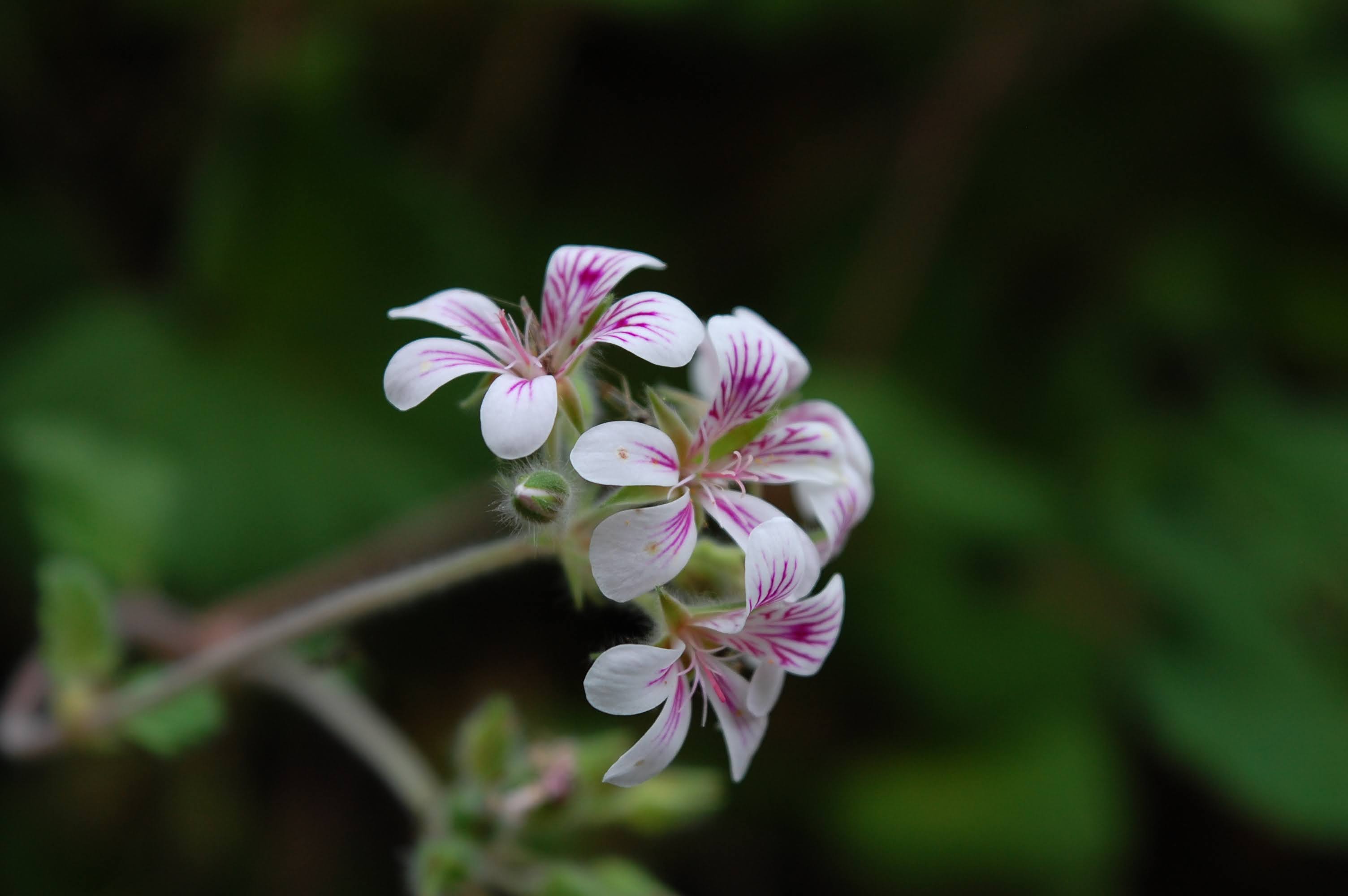 pink flower